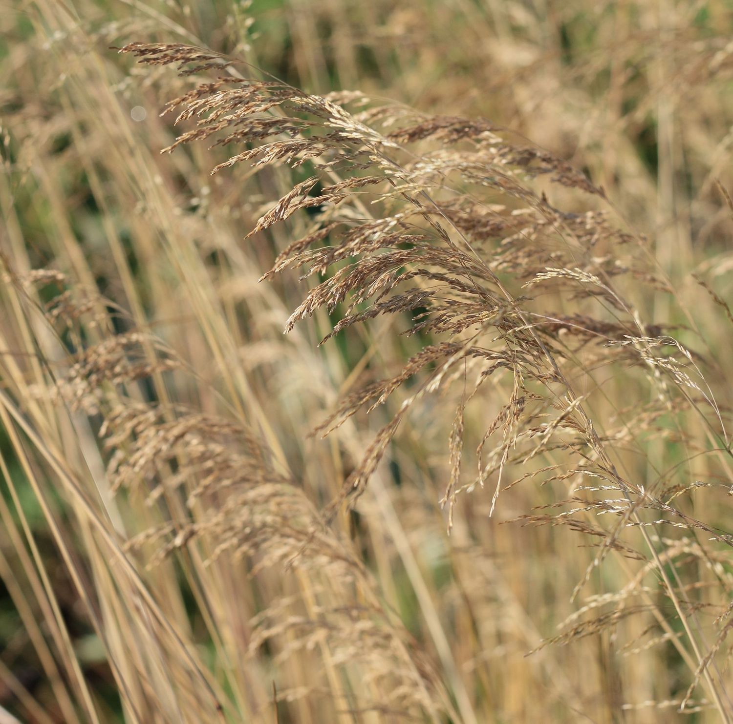 Deschampsia cespitosa 'Bronzeschleier'