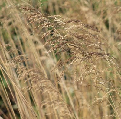 Deschampsia cespitosa 'Bronzeschleier'