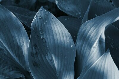 Hosta 'Krossa Regal' Hosta 'Krossa Regal'