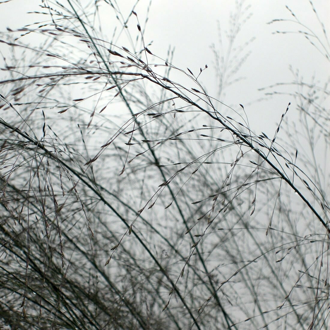 Molinia caerulea 'Transparent'