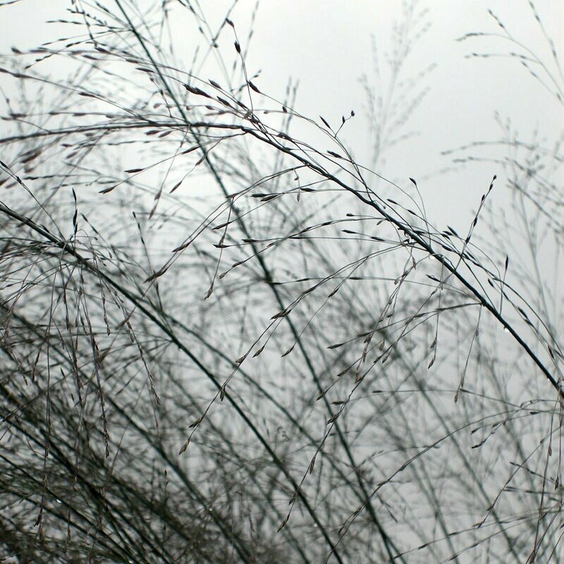 Molinia caerulea 'Transparent'