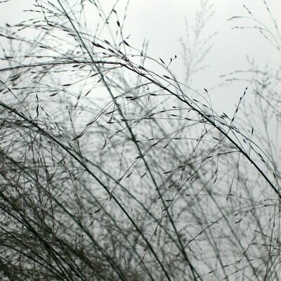 Molinia caerulea 'Transparent'