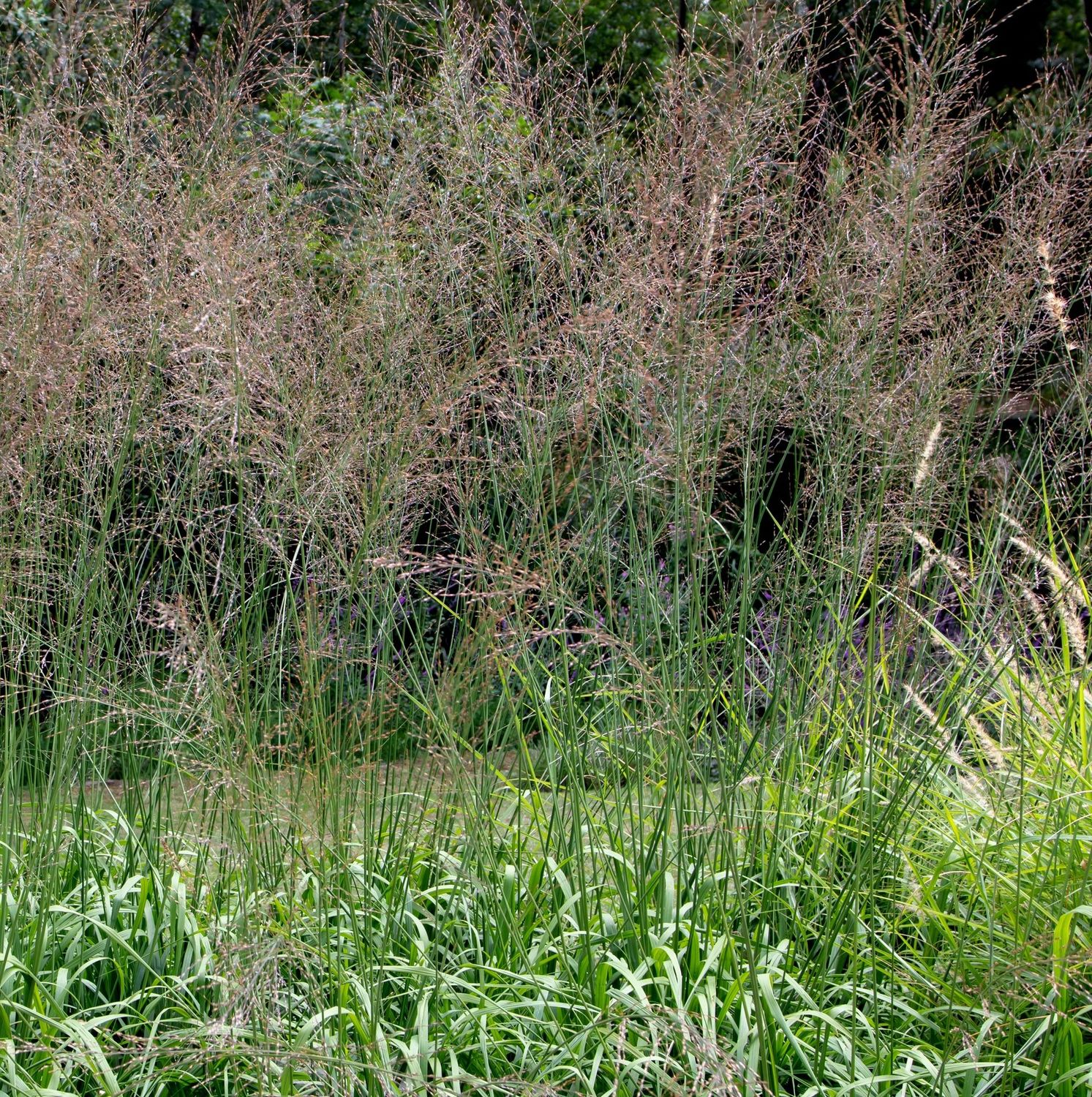 Molinia caerulea 'Transparent'