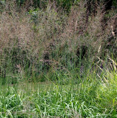 Molinia caerulea 'Transparent' Molinia caerulea 'Transparent'