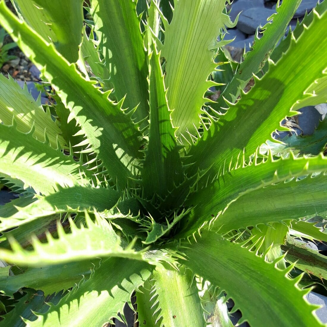 Eryngium agavafolium Eryngium agavafolium