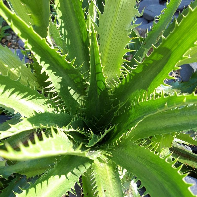 Eryngium agavafolium Eryngium agavafolium
