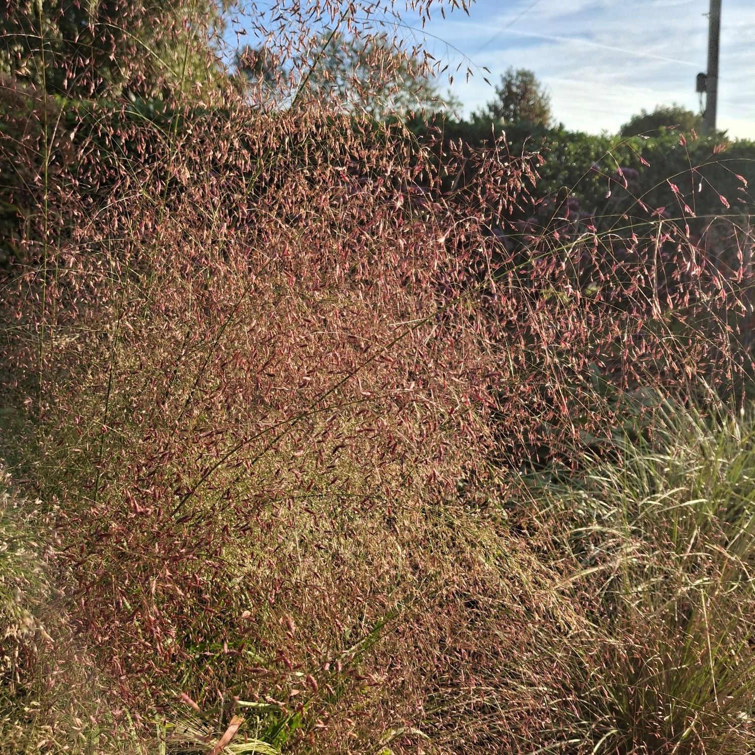 Eragrostis trichodes Eragrostis trichodes