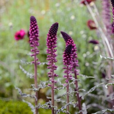 Lysimachia atropurpurea 'Beaujolais'