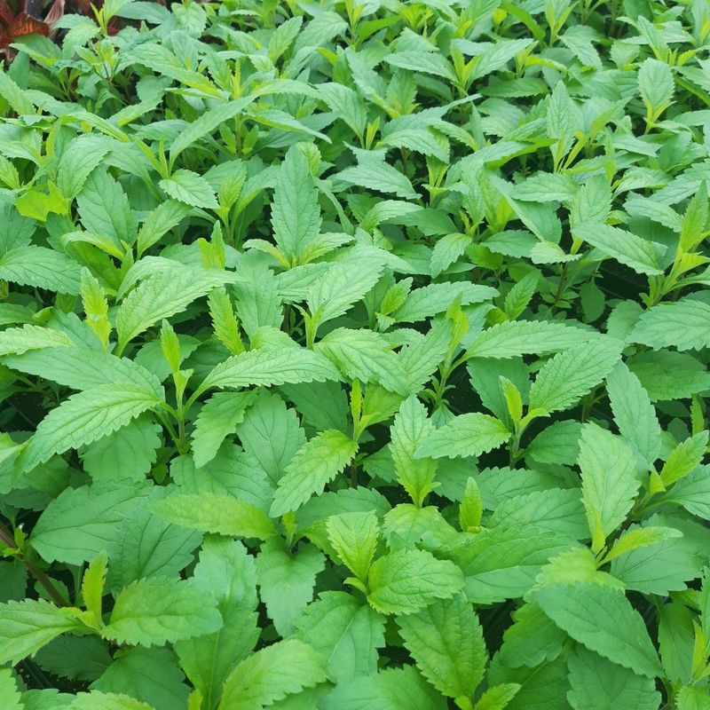 Verbena hastata Verbena hastata