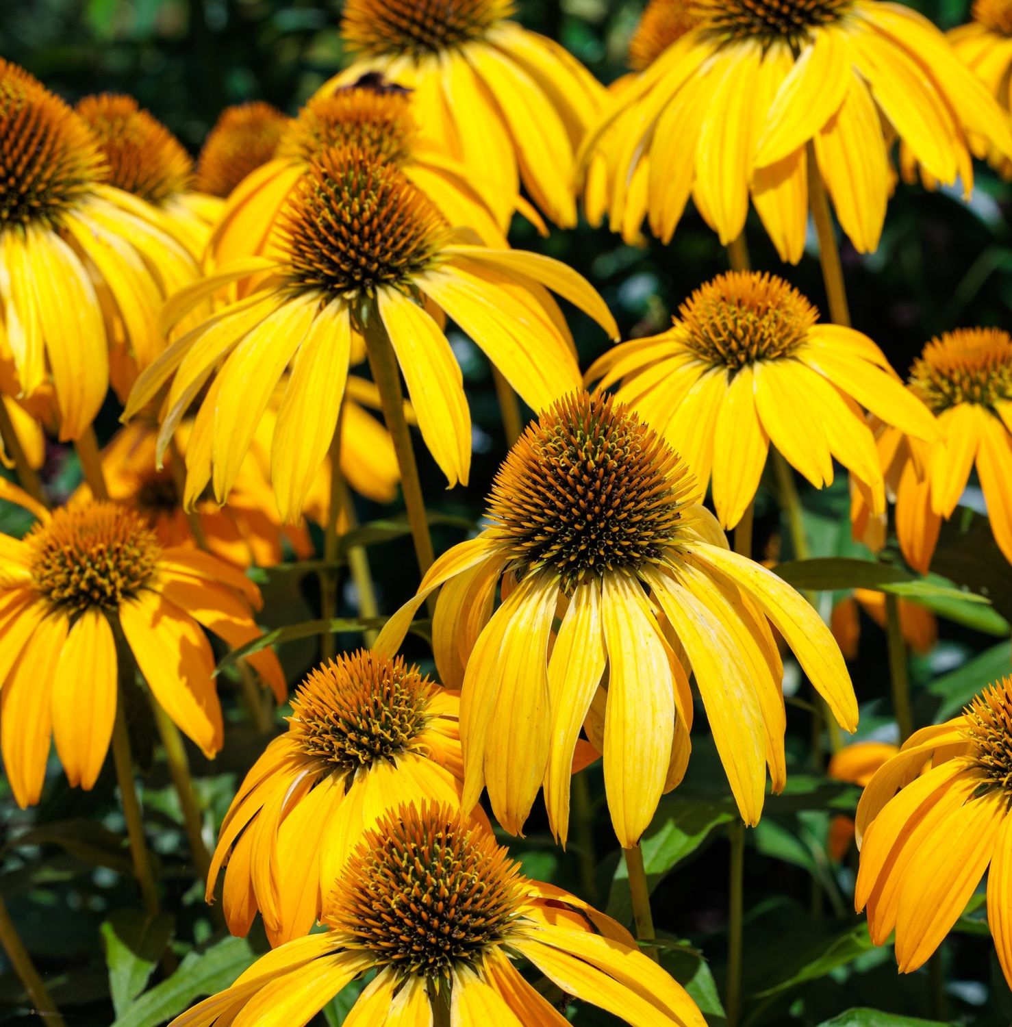 Echinacea purpurea 'Paradise Yellow' Echinacea purpurea 'Paradise Yellow'