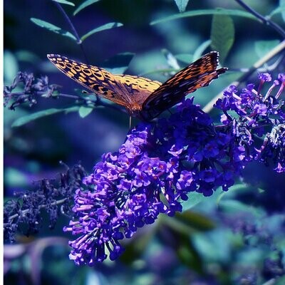 Buddleia 'Black Knight' Buddleia 'Black Knight'