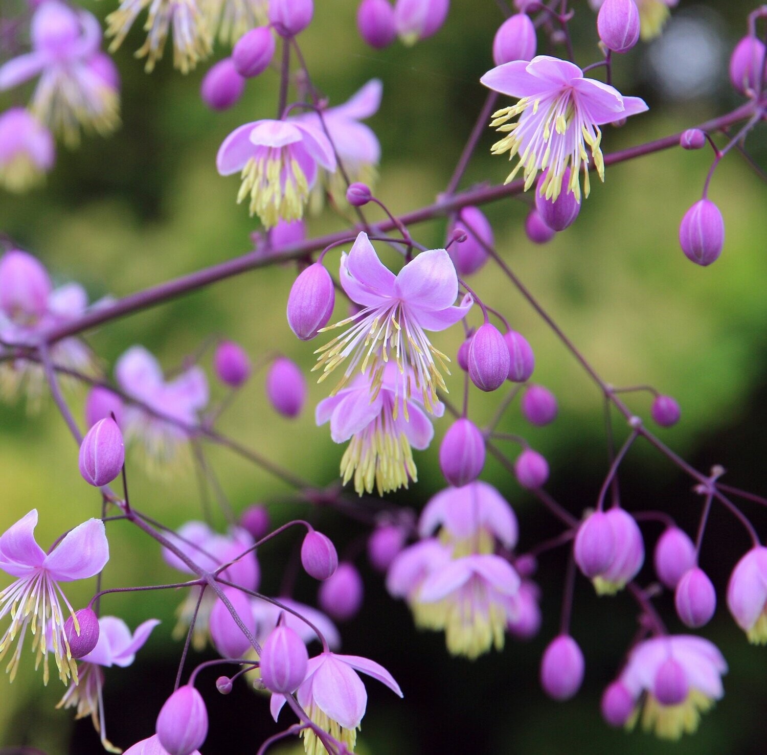 Thalictrum Delavayi Thalictrum Delavayi