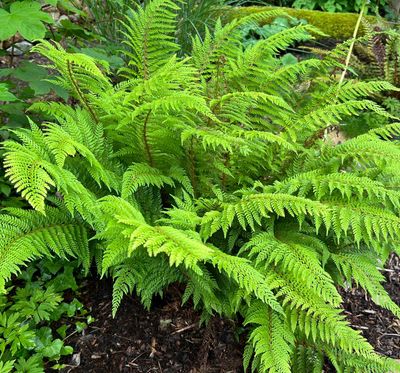 Polystichum setiferum Polystichum setiferum