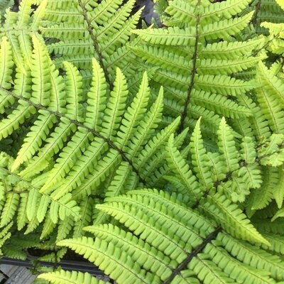 Dryopteris wallichiana Dryopteris wallichiana