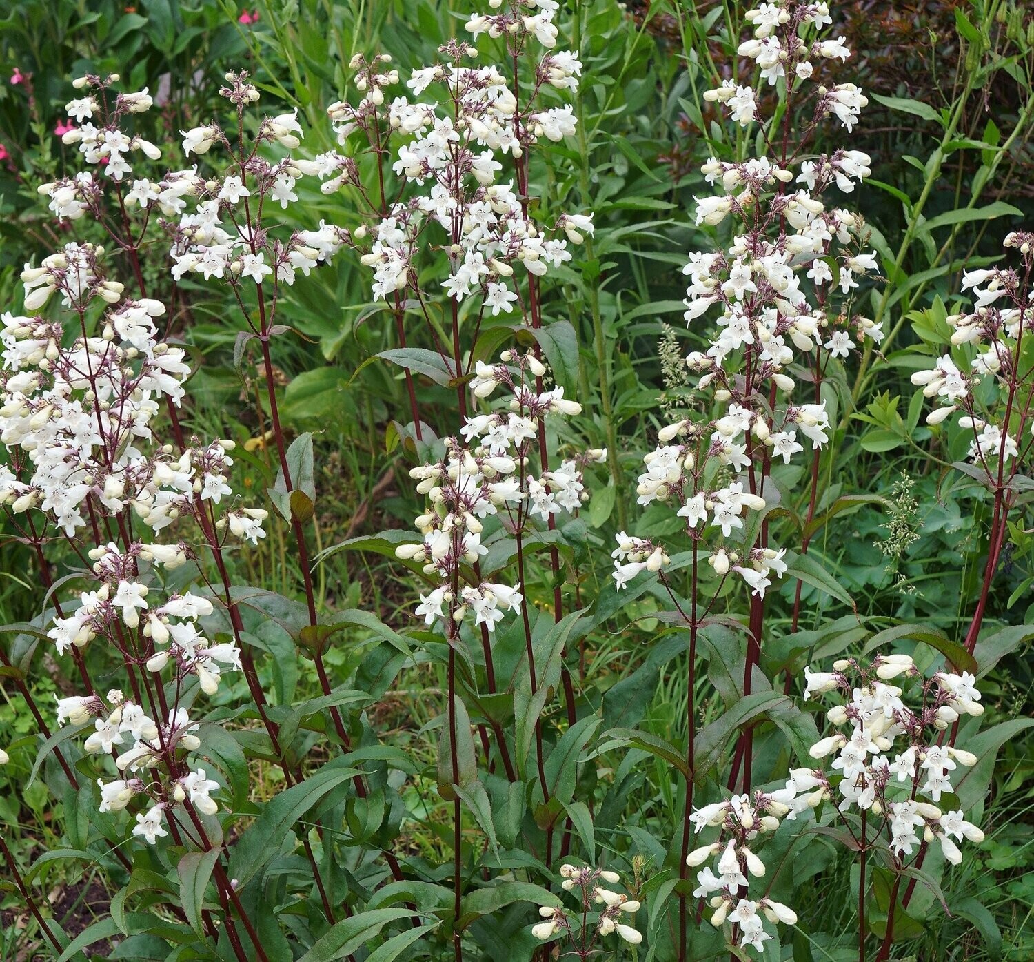 Penstemon digitalis 'Huskers Red' Penstemon digitalis 'Huskers Red'