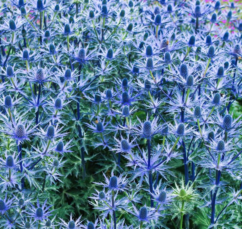 Eryngium planum 'Seven seas' Eryngium planum 'Seven seas'