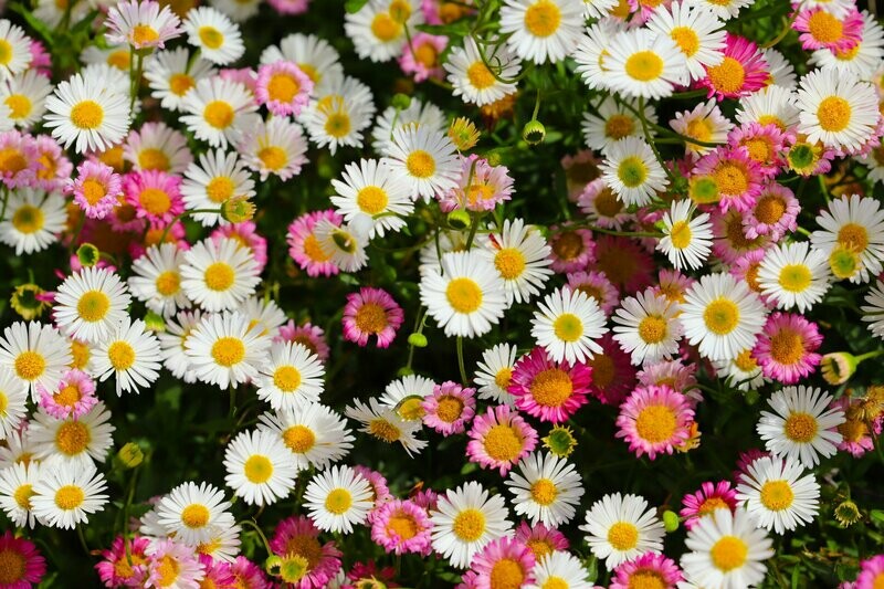 Erigeron karvinskianus 'Profusion' Erigeron karvinskianus 'Profusion'