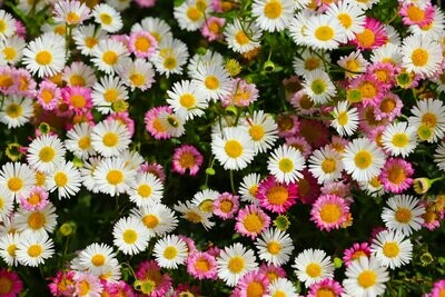 Erigeron karvinskianus 'Profusion' Erigeron karvinskianus 'Profusion'