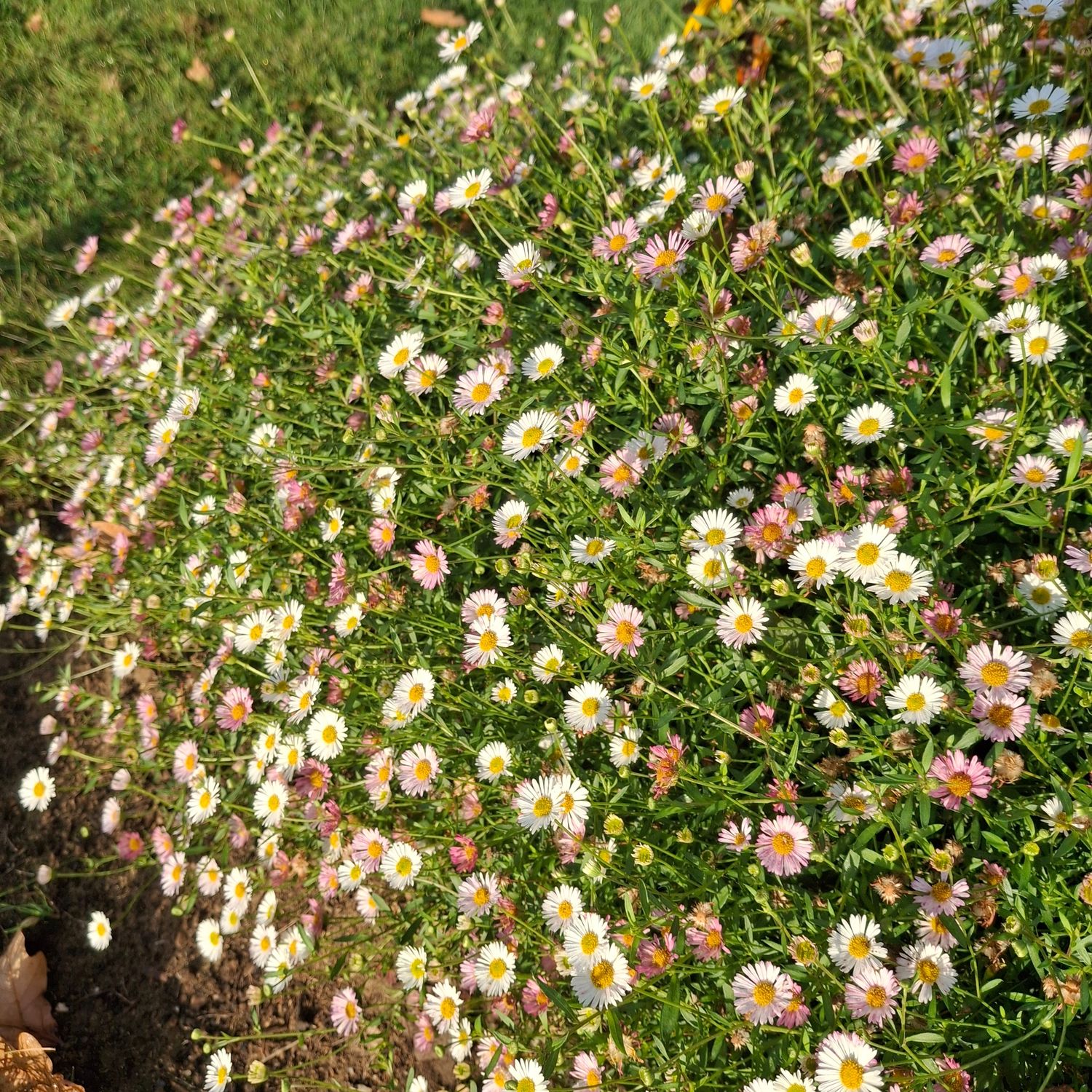 Erigeron karvinskianus 'Profusion' Erigeron karvinskianus 'Profusion'