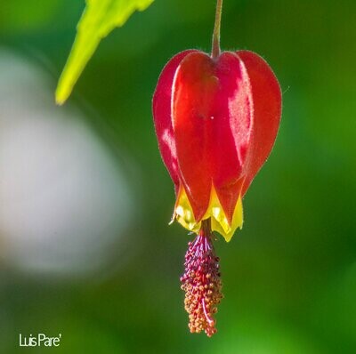 Abutilon megapotamicum Abutilon megapotamicum