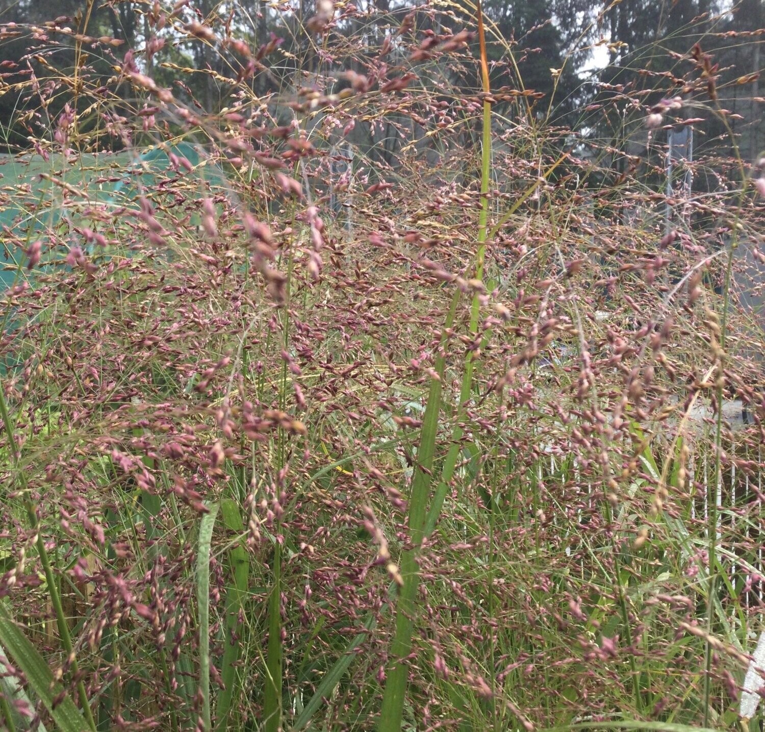 Panicum 'Warrior' Panicum 'Warrior'