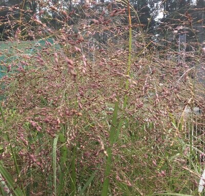 Panicum 'Warrior' Panicum 'Warrior'