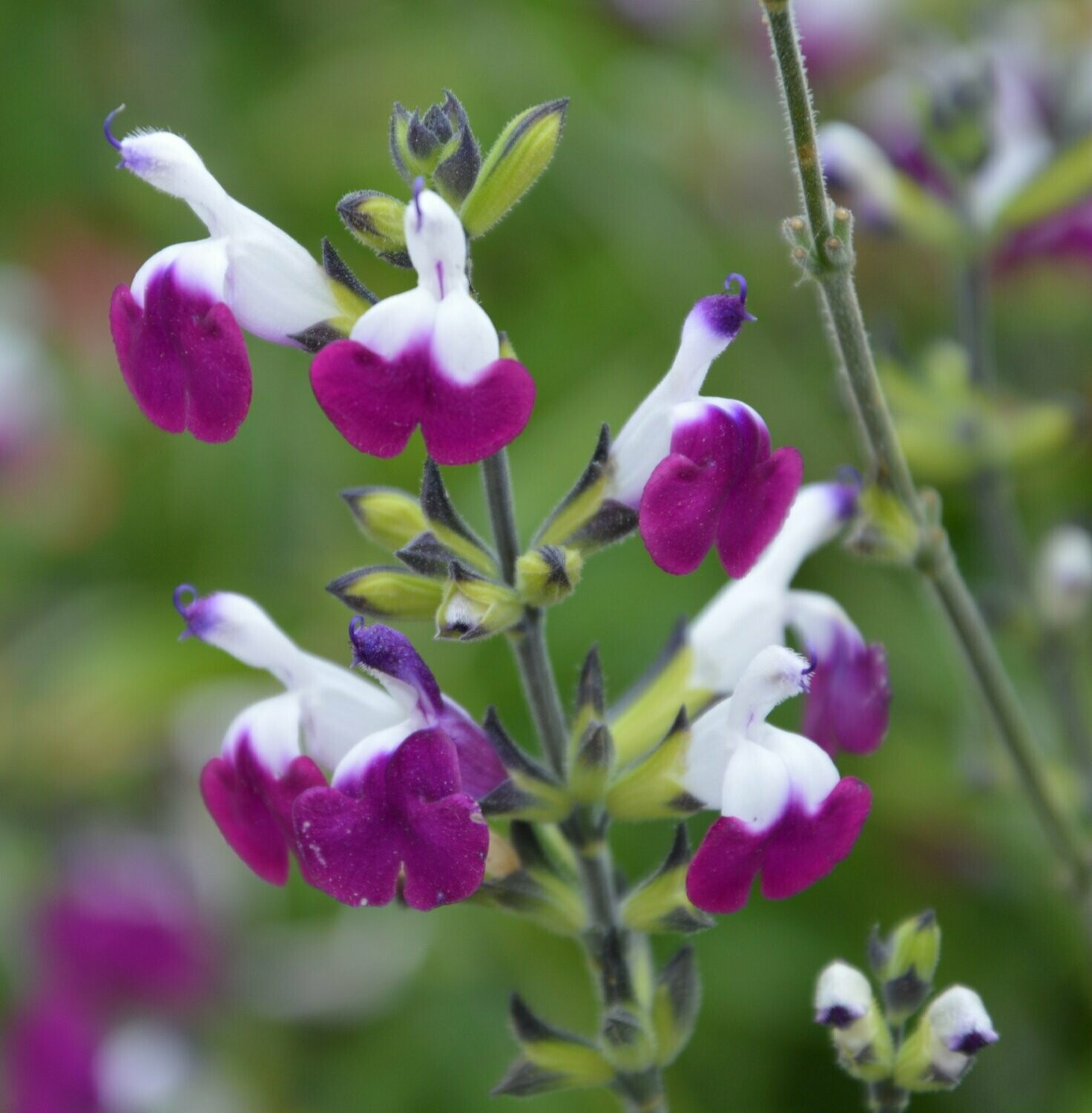 Salvia greggii 'Amethyst lips' Salvia greggii 'Amethyst lips'