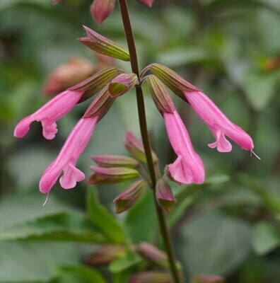 Salvia 'Kisses and wishes' (PBR) Salvia 'Kisses and wishes' (PBR)