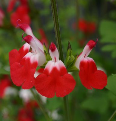 Salvia microphylla 'Hot lips' Salvia microphylla 'Hot lips'