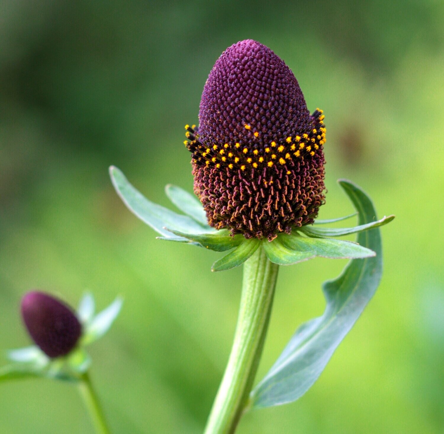 Rudbeckia 'Green wizard' Rudbeckia 'Green wizard'