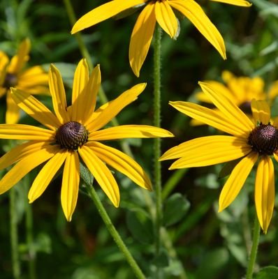 Rudbeckia fulgida 'Deamii'