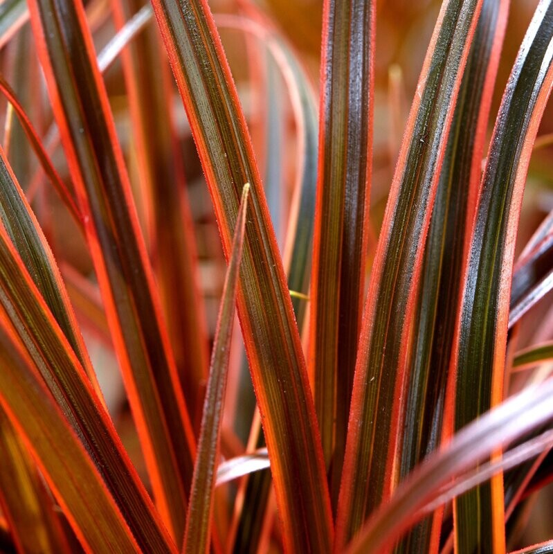 Uncinia rubra 'Everflame' Uncinia rubra 'Everflame'