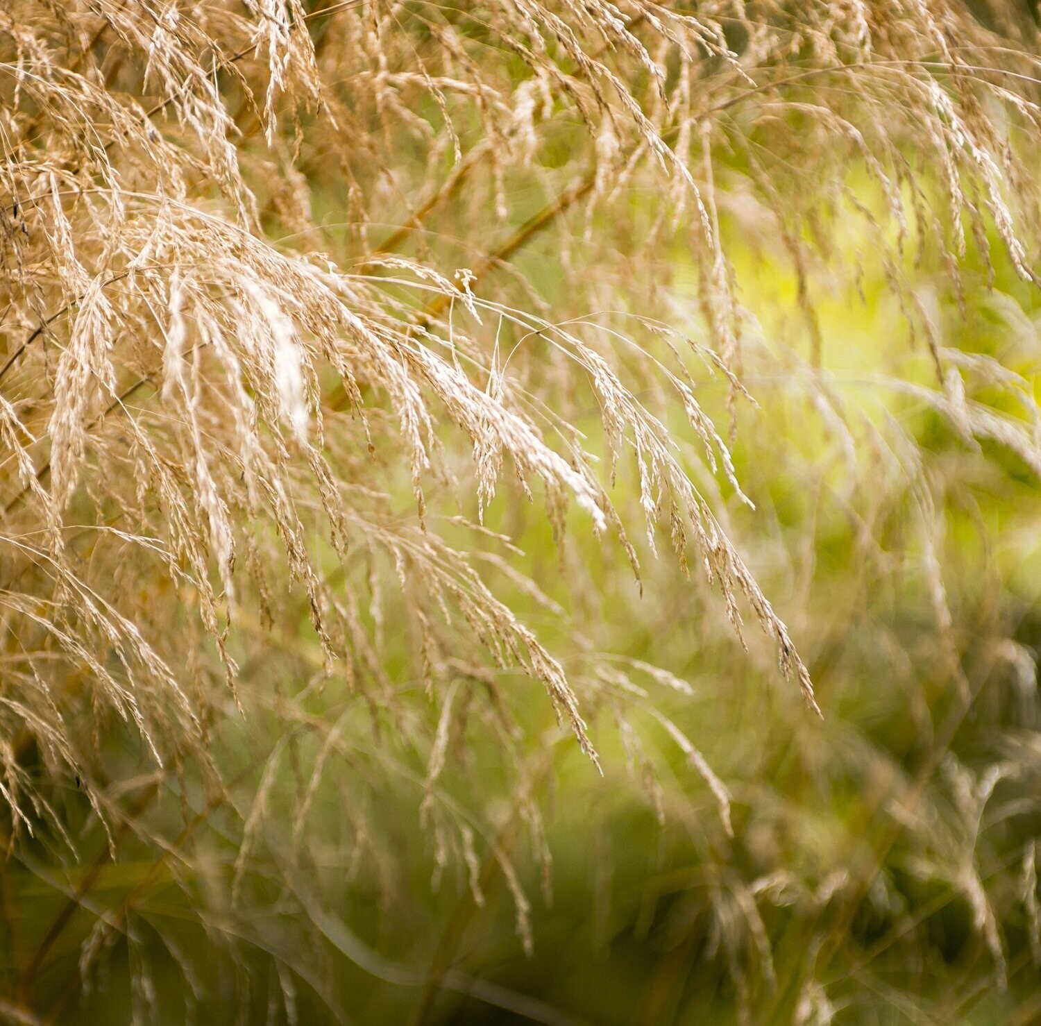 Molinia caerulea 'Windspeil'