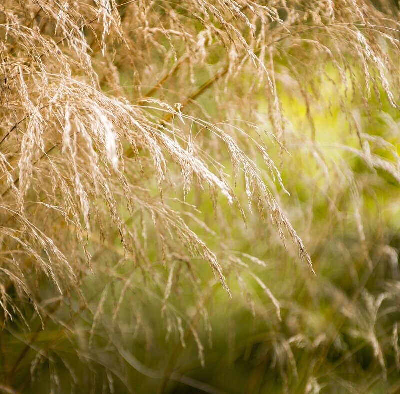 Molinia caerulea 'Windspeil'