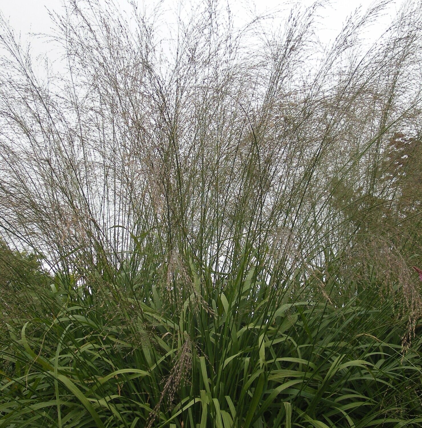Molinia caerulea 'Strahlenquelle'