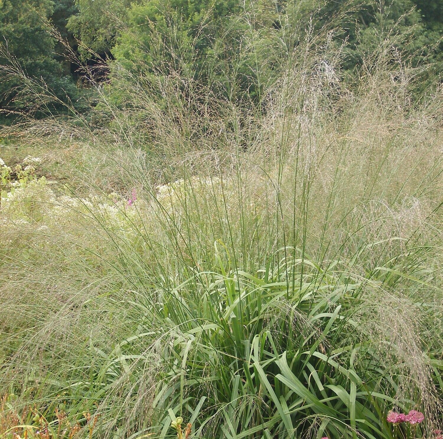 Molinia caerulea 'Karl Foerster'