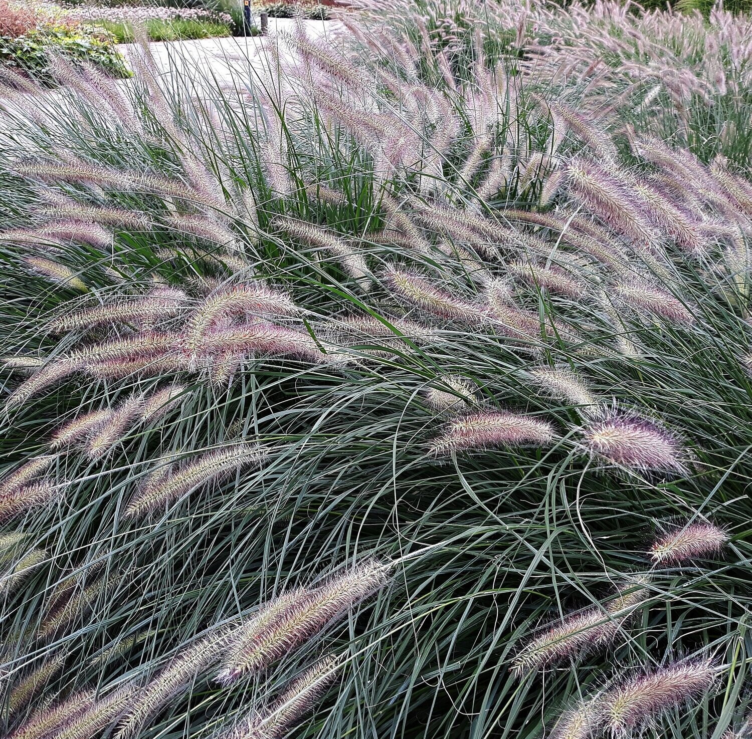 Pennisetum alopecuroides 'Hameln' Pennisetum alopecuroides 'Hameln'