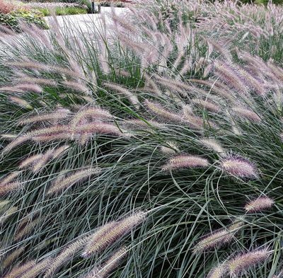 Pennisetum alopecuroides 'Hameln' Pennisetum alopecuroides 'Hameln'