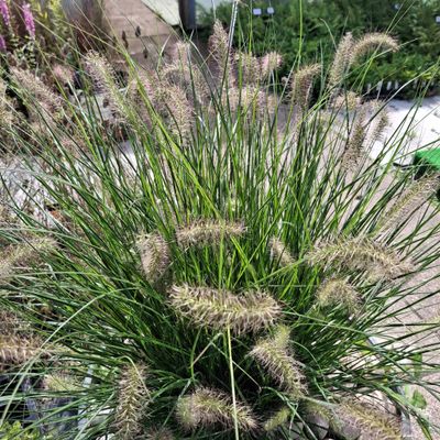 Pennisetum alopecuroides 'Hameln' Pennisetum alopecuroides 'Hameln'