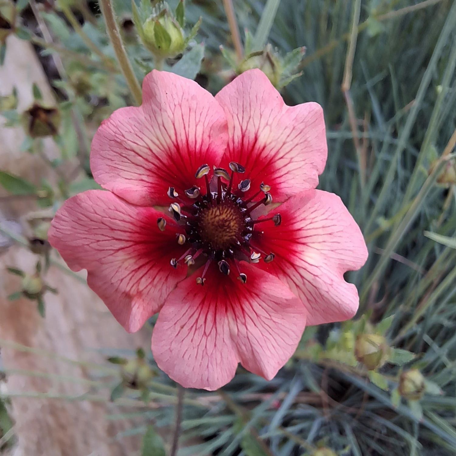 Potentilla 'Miss Willmott'