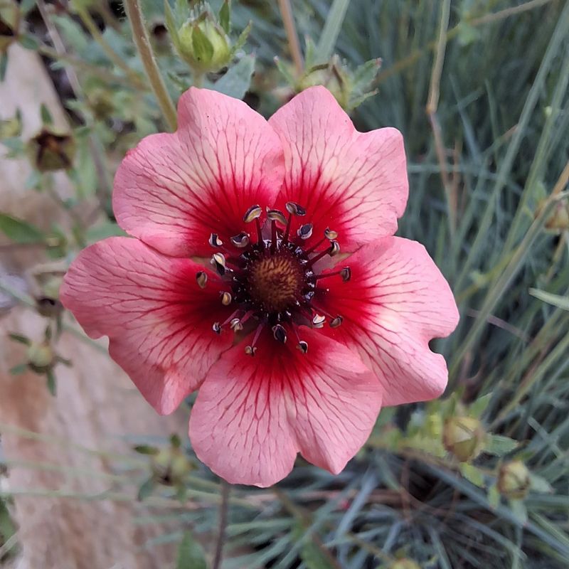 Potentilla 'Miss Willmott'
