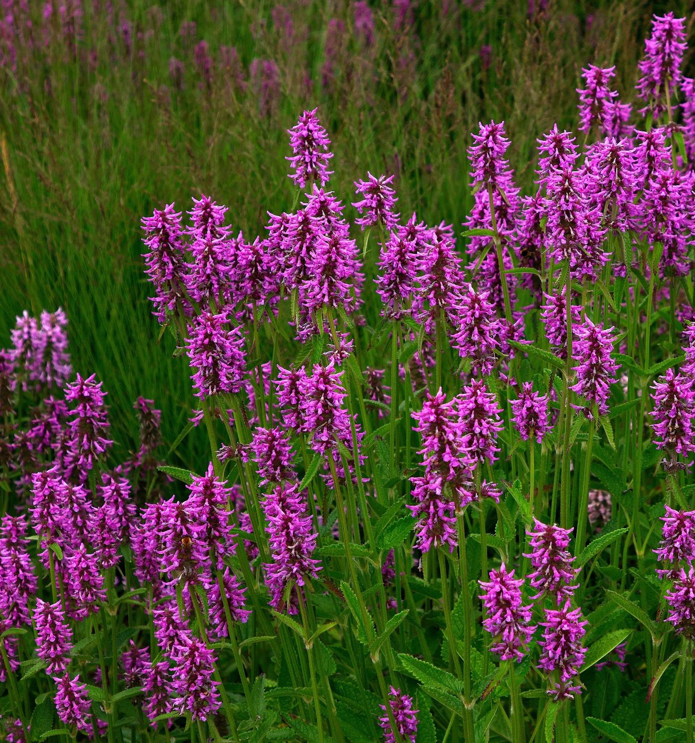 Betonica (Stachys) officinalis 'Hummelo' Betonica (Stachys) officinalis 'Hummelo'
