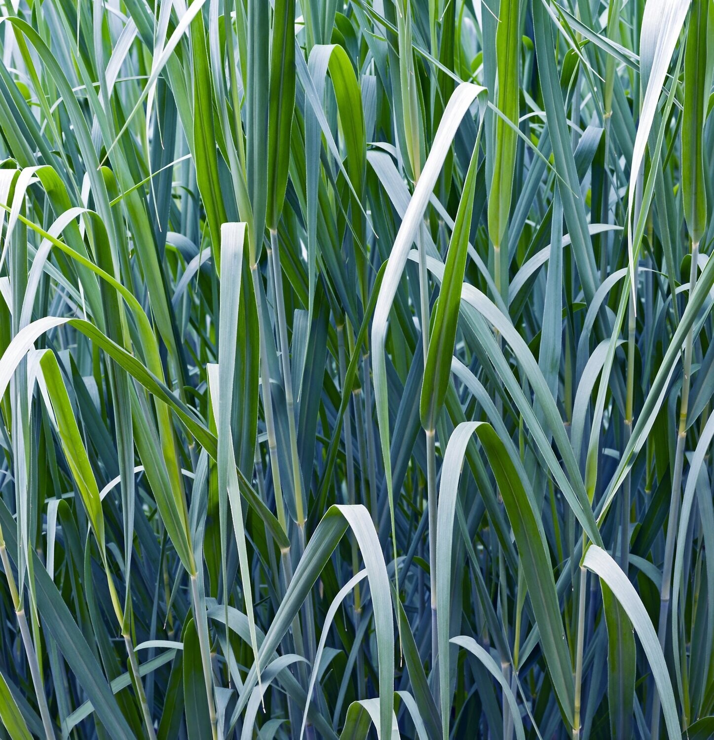 Panicum  virgatum 'Blue Giants'