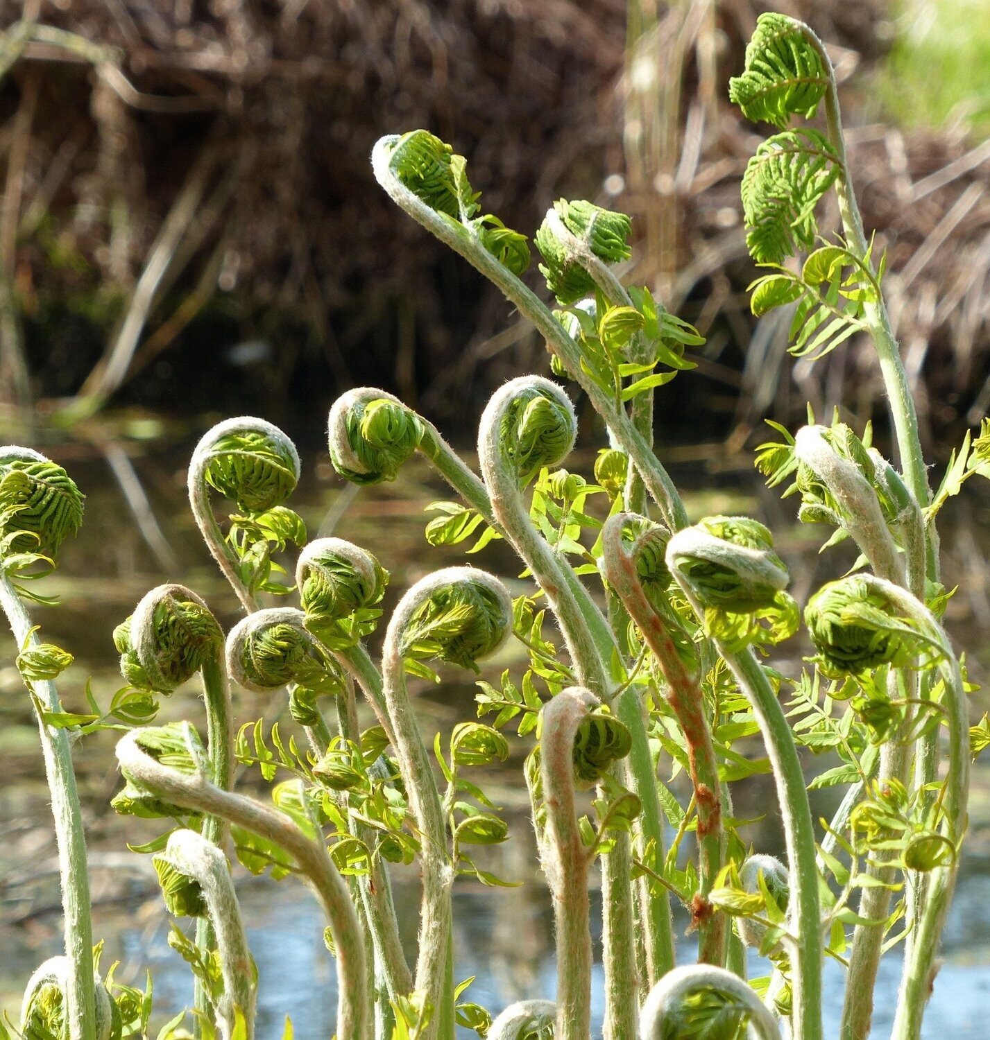 Osmunda regalis