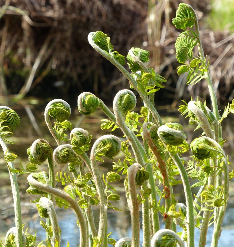 Osmunda regalis