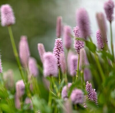 Persicaria bistorta 'Superba'