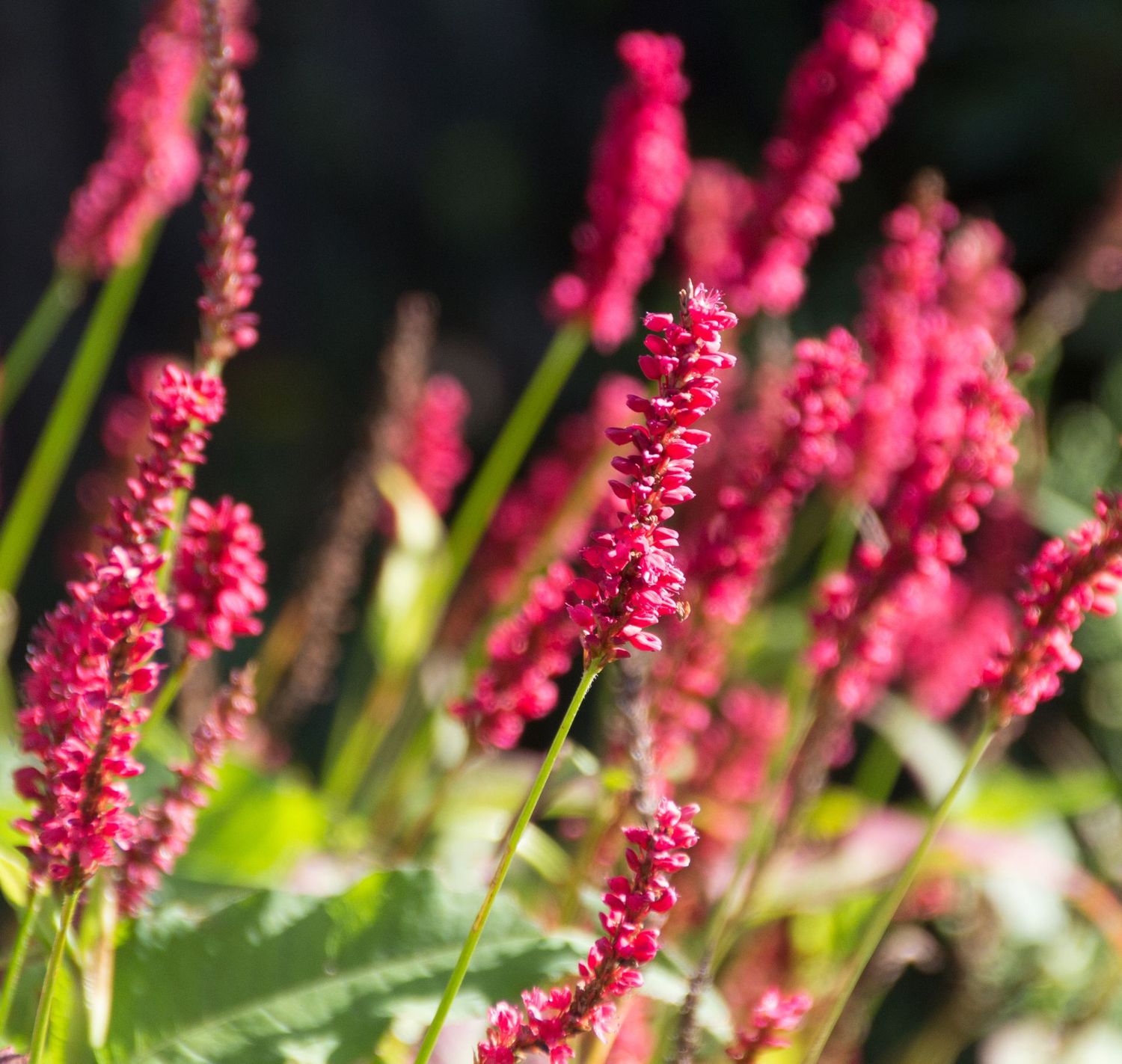 Persicaria amplexicaulis 'Firetail'