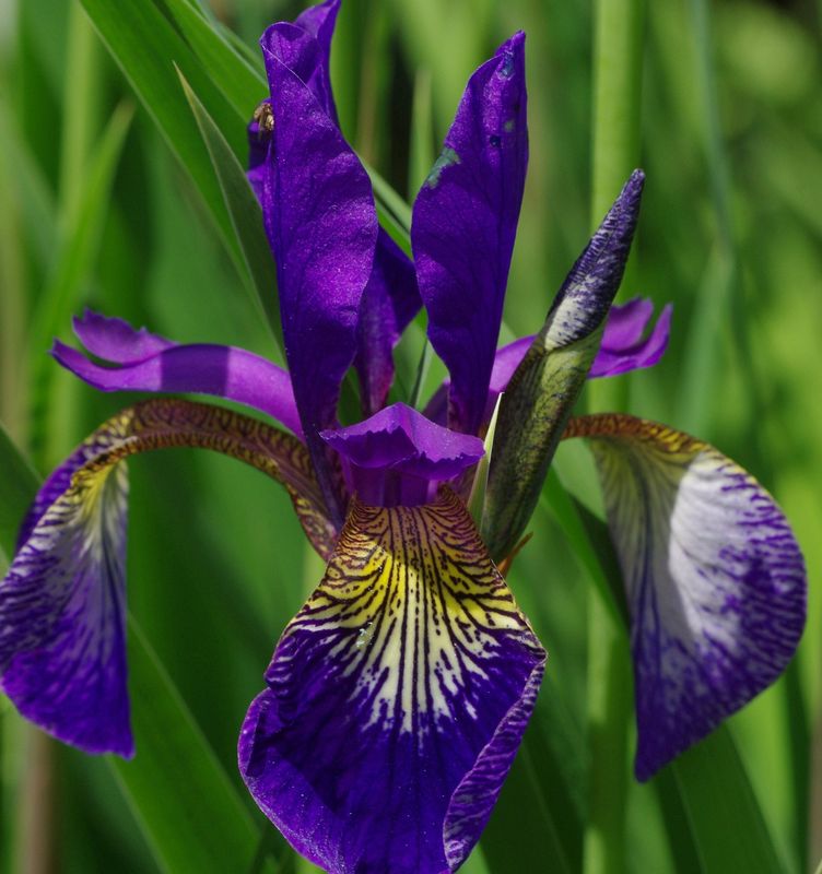 Iris sibirica 'Tropic Night'