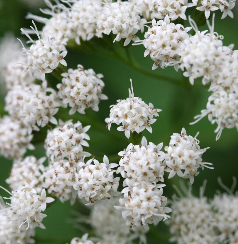 Eupatorium fistulosum f.albidum 'Ivory Towers' Eupatorium fistulosum f.albidum 'Ivory Towers'