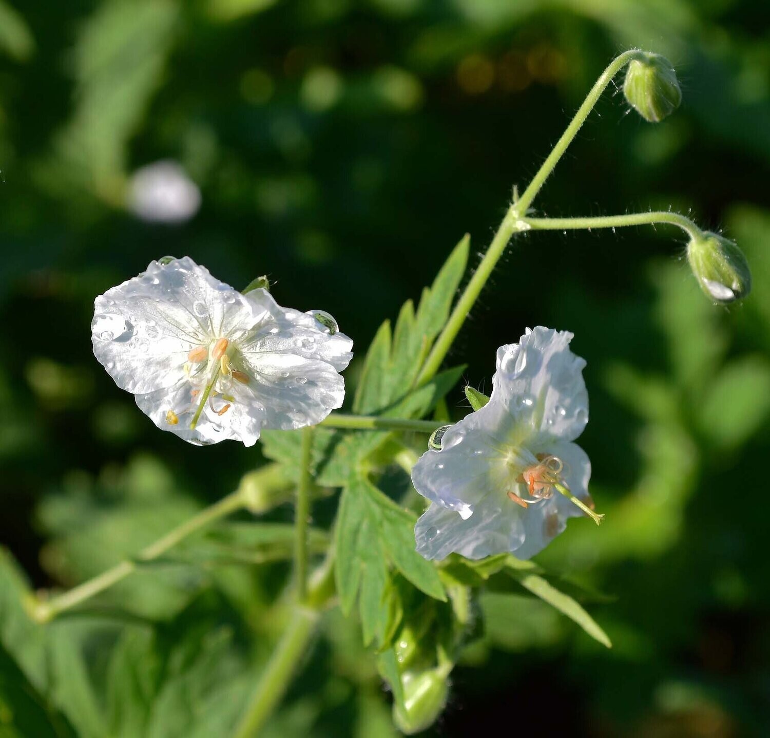 Geranium phaeum 'Album'